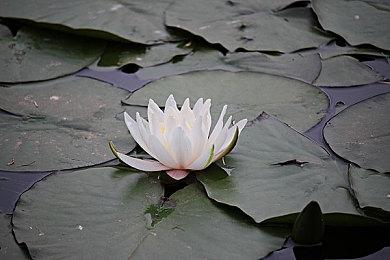 《2020东京奥运官方授权游戏》登陆Steam 售价279元